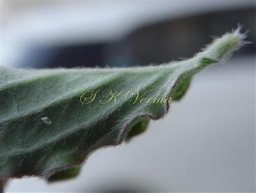 Leaf margin